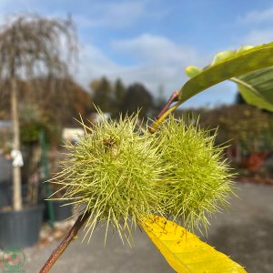 Gaštan jedlý (Castanea Sativa) ´DORRE DE LYON´ - výška: 250-300 cm, obvod kmeňa: 6/8 cm, kont. C18L